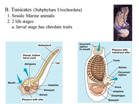 how are lampreys similar to lancelets and tunicates - marine biology .